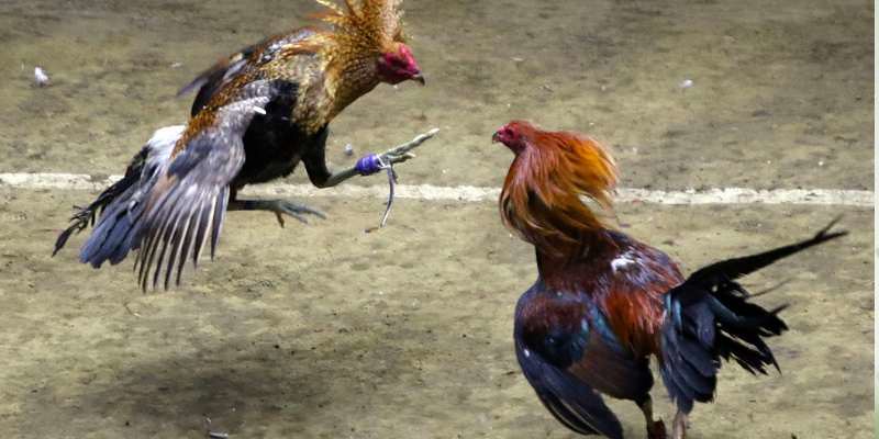 Ý nghĩa của màu sắc long gà trong tương sinh, tương khắc